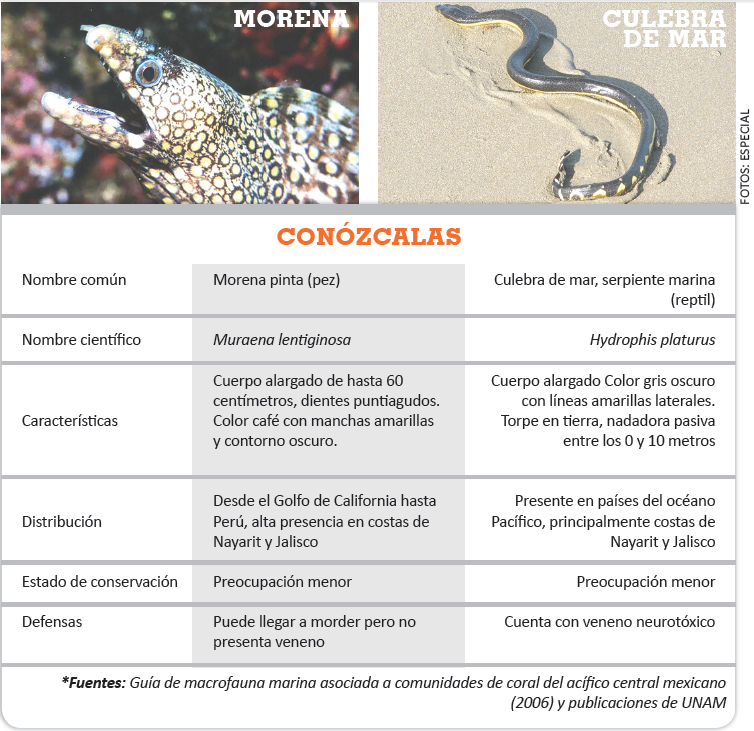 Anguilas, no serpientes, muerden a los bañistas | NTR Guadalajara
